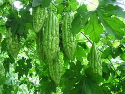 Dùng không đúng bệnh, đúng đối tượng với mướp đắng sẽ gây hại