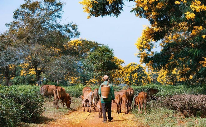 Mùa muồng vàng đẹp xiêu lòng ở 