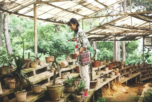 Tận hưởng bầu không khí trong lành, yên bình nơi ngôi nhà kính xương rồng