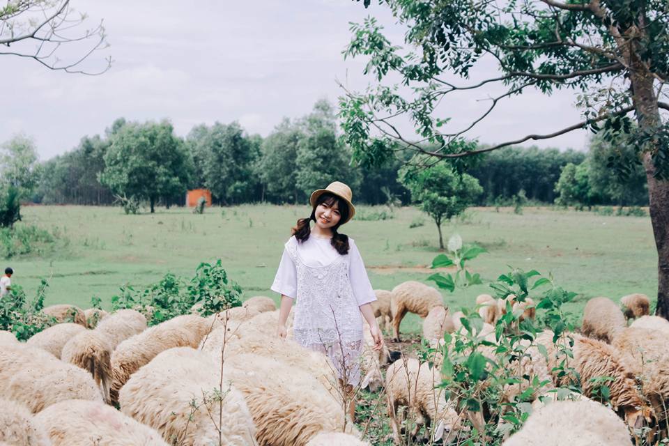 Những đồng cừu đẹp nhất Việt Nam