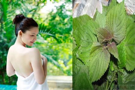 Lấy lại làn da trắng ngần với lá tía tô