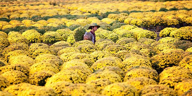 Làng hoa Tết Sa Đéc tràn đầy màu sắc