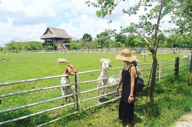 Những nông trại ngay gần Sài Gòn cho dân du lịch tha hồ khám phá