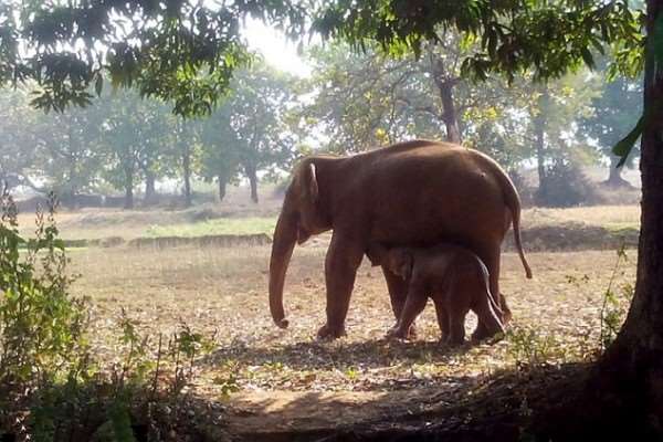 Sự hy sinh quên mình của mẹ