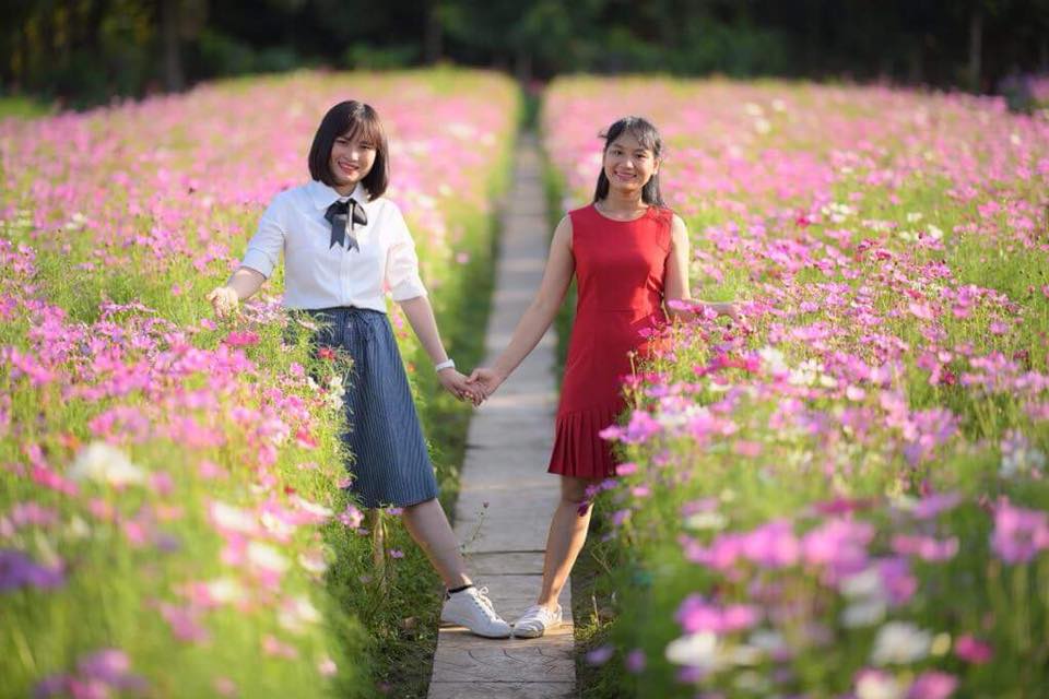 Cánh đồng hoa rực rỡ ở Tiền Giang