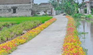 Con đường rực rỡ hoa ở vùng quê Nam Định