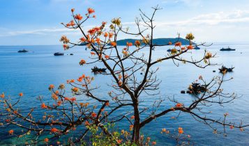 Check-in và trải nghiệm quanh đảo Cù Lao Chàm (Hội An) mùa hoa ngô đồng