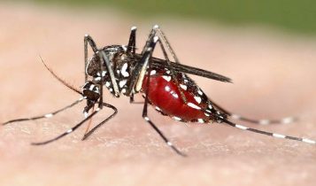 9 cách đuổi muỗi mùa mưa không dùng hóa chất