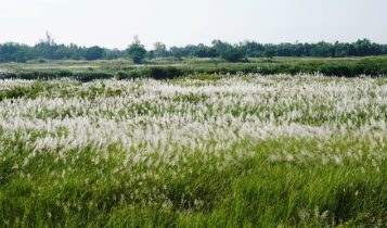 Cánh đồng hoa lau làm say lòng người giữa lòng sông Trà Khúc (Quảng Ngãi)