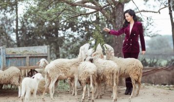 Hoa hậu Đền Hùng Giáng My vui đùa bên đàn cừu