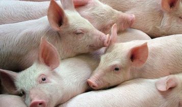 Gia heo hơi 10/5: Cả 3 miền đều giảm mạnh