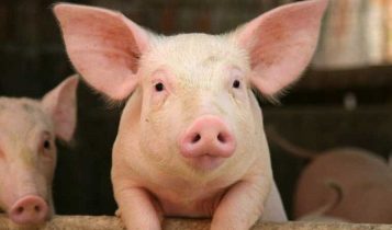Giá heo hơi 11/5: Miền Bắc không biến động, miền Nam tiếp tục giảm mạnh