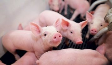 Giá heo hơi 12/5: Miền Bắc ổn định ở mức thấp, miền Nam ở mức thấp nhất trong năm