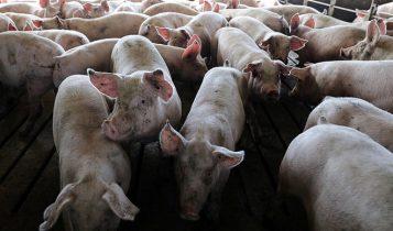 Giá heo hơi 13/5: Cả 3 miền vẫn tiếp tục giảm kéo dài