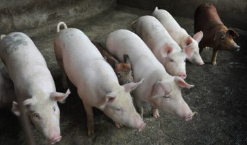 Giá heo hơi 20/5: Nhiều nơi vẫn ở mức dưới 30.000 đồng/kg