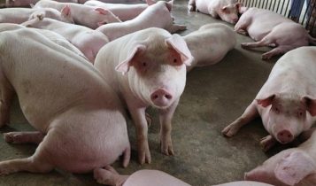 Giá heo hơi 21/5: Miền Nam bắt đầu có sự chuyển biến