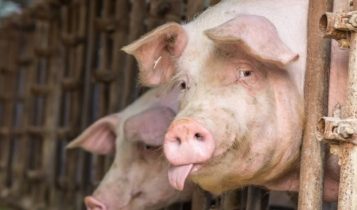 Giá heo hơi 23/5: Miền Bắc chưa đứt đà giảm, miền Nam lại tiếp tục giảm theo