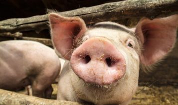 Giá heo hơi 30/5: Cả 3 miền đều theo đà giảm mạnh