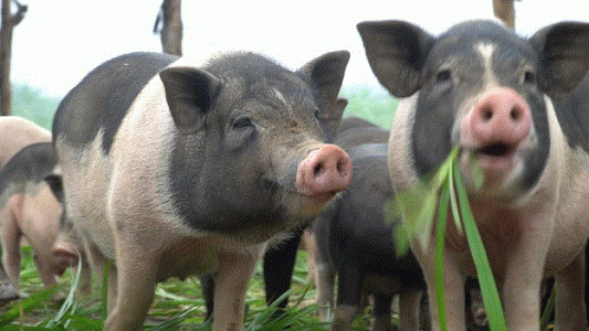 Giá heo hơi 31/5: Liên tiếp giảm ở cả 3 miền