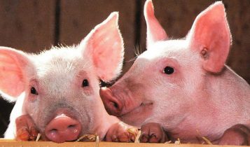 Giá heo hơi 4/6: Miền Bắc có dấu hiệu tăng nhẹ, miền Nam lại tiếp tục giảm