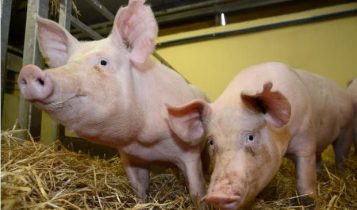Giá heo hơi 6/6: Cả hai miền Bắc – Nam tăng nhẹ