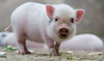 Giá heo hơi 7/6: Miền Bắc có sự khởi sắc theo chiều tăng lên