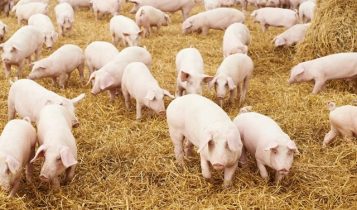 Giá heo hơi 9/6: Miền Bắc ghi nhận sự tăng nhanh