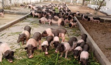 Giá heo hơi 16/6: Miền Bắc trong tuần qua có nhiều biến động