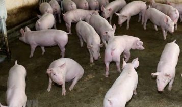 Giá heo hơi 17/6: Miền Bắc đang có mức giá tốt nhất cả nước