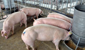 Giá heo hơi 20/6: Ghi nhận ở miền Nam có sự tăng nhẹ