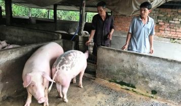 Giá heo hơi 21/6: Miền Bắc lại tiếp tục đi xuống ở một vài địa phương