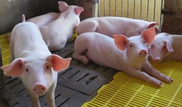Giá heo hơi hôm nay 22/6: Thịt lợn nhập tăng mạnh khiến thị trường trong nước lại giảm