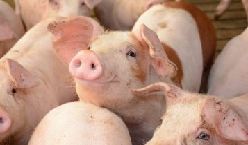 Giá heo hơi 24/6: Trong thời gian tới cả 3 miền đều khó phục hồi