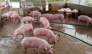 Giá heo hơi 26/6: Đồng loạt đi xuống cả 3 miền