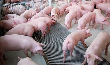 Giá heo hơi 29/6: Miền Bắc và miền Trung không có biến động, miền Nam lại trên đà giảm