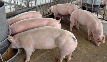 Giá heo hơi 1/7: Miền Bắc có dấu hiệu khởi sắc ở một vài nơi