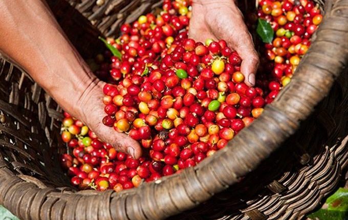 Giá cà phê sắc đỏ trên cả 2 sàn trong nước và thế giới