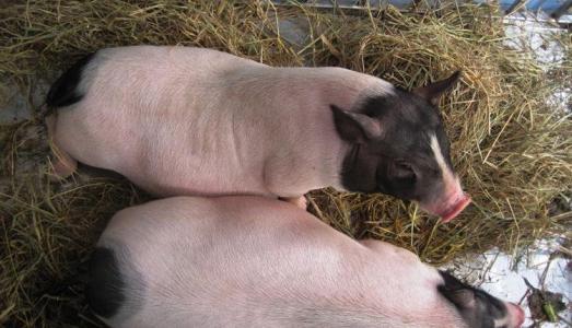 Giá heo hơi 14/7: Miền Bắc biến động, miền Nam tăng trở lại