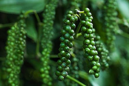 Giá tiêu 17/7: Không có biến động