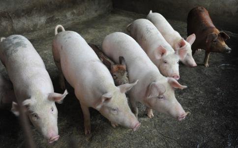 Giá heo hơi 24/7: Miền Bắc cắt được đà giảm, miền Nam lại tăng giảm trái chiều