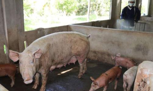 Giá heo hơi 25/7: Miền Bắc ổn định, miền Nam khởi sắc