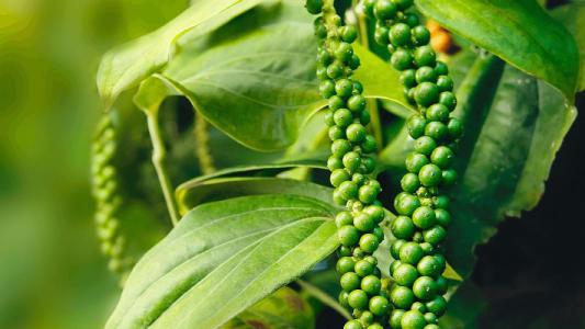 Giá tiêu 27/7: Chưa có biến động mới