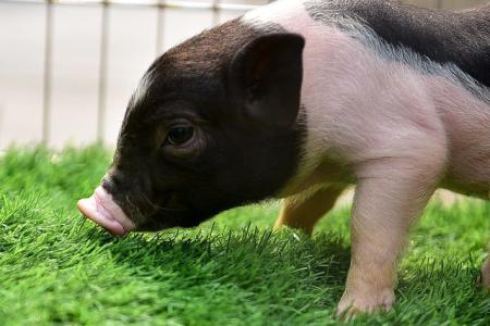 Giá heo hơi 28/7: Miền Nam giảm liên tiếp