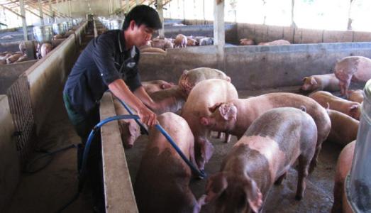 Giá heo hơi 4/8: Miền Bắc trên đà tăng, miền Trung giảm nhẹ, miền Nam đi xuống