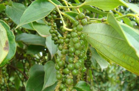 Giá tiêu 5/8: Vẫn chưa có sự biến động