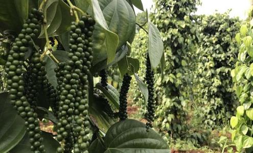 Giá tiêu 10/8: Vẫn tiếp tục đi ngang