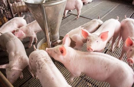 Giá heo hơi hôm nay 12/8: Miền Bắc tiếp tục tăng mạnh