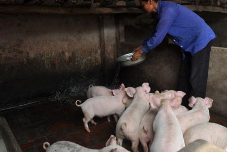 Giá heo hơi 15/8: Cả ba miền vẫn tiếp tục theo đà tăng