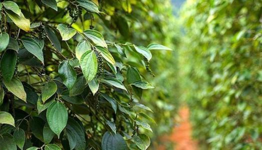 Giá tiêu 17/8: Vẫn tiếp tục đi ngang