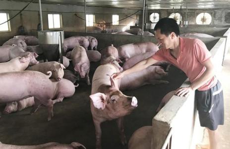 Giá heo hơi 18/8: Cả 3 miền đều ghi nhận tăng giá trong tuần qua